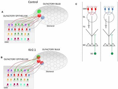 Spontaneous Afferent Activity Carves Olfactory Circuits